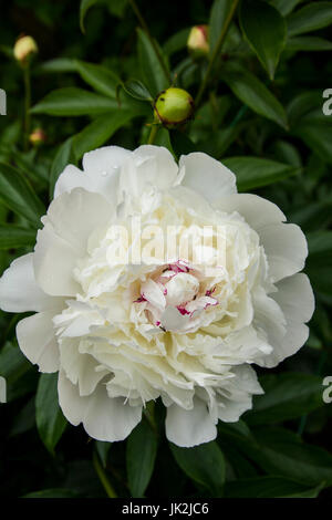 Peonie fiorite nel giardino estivo Foto Stock