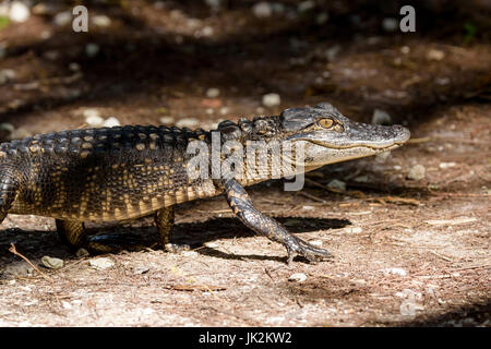 Il coccodrillo americano (Alligator mississippiensis) hatchling, Big Cypress Bend, Fakahatchee Strand, Florida, Stati Uniti d'America Foto Stock