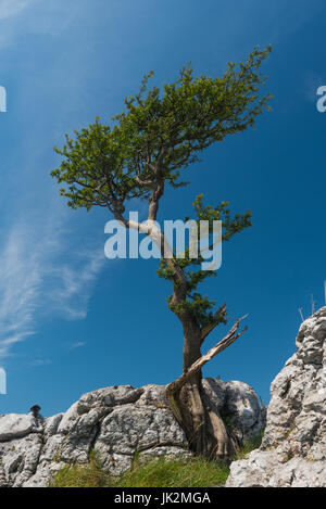 Lone Tree sulla cicatrice Twisleton nel Yorkshire Dales Foto Stock