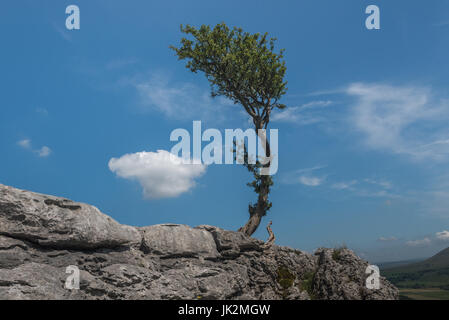 Lone Tree sulla cicatrice Twisleton nel Yorkshire Dales Foto Stock