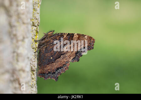 Großer Fuchs, Nymphalis polychloros, grande tartaruga, tale malattia tartaruga, La Grande tortue Foto Stock