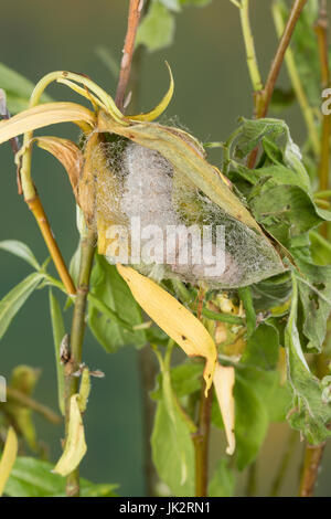 Rotes Ordensband, Raupe verpuppt sich, Puppenkokon, Puppe, Catocala nupta, Phalaena nupta, Underwing Rosso, Rosso Underwing Moth, cocoon, pupa, crisalidi, la Foto Stock