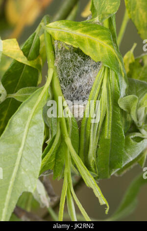 Rotes Ordensband, Raupe verpuppt sich, Puppenkokon, Puppe, Catocala nupta, Phalaena nupta, Underwing Rosso, Rosso Underwing Moth, cocoon, pupa, crisalidi, la Foto Stock