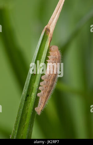 Schachbrett, Raupe frisst un Gras, Schachbrett-Falter, Schachbrettfalter, Damenbrett, Melanargia galathea, in marmo bianco, Caterpillar, Le Demi-deuil, Foto Stock