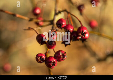 Inverno Hips rosso su una rosa selvatica Foto Stock