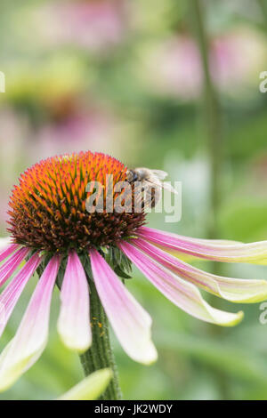 Il miele delle api alimentazione su un prodotto a base di echinacea 'invidia verde". Coneflower. Regno Unito Foto Stock