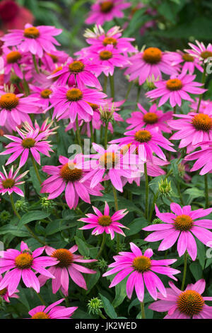 Echinacea purpurea 'PowWow wild berry'. Coneflowers Foto Stock