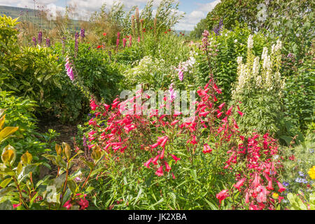 Giardino confine con red Penstemon Foto Stock