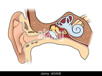 Orecchio umano anatomia. medical segno della struttura dell'orecchio Foto Stock