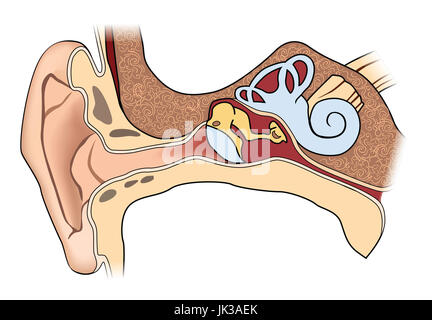 Orecchio umano anatomia. medical segno della struttura dell'orecchio Foto Stock