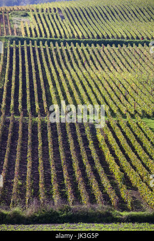 Francia, Marne, regione di Champagne, Montvoisin, vigneti Foto Stock