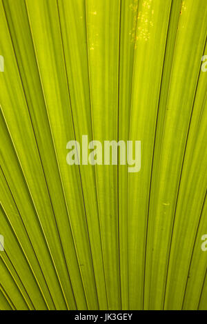 Seychelles, Isola di Mahe, Victoria, giardini botanici, palm frond dettaglio Foto Stock