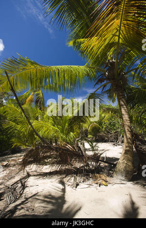 Seychelles, Isola Curieuse, marsh a piedi Foto Stock