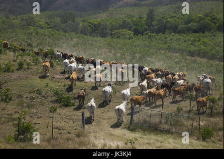 Nuova Caledonia, Nord-Ovest Grande Terre Isola, Poum, bovini roundup, ranch di bestiame, Foto Stock