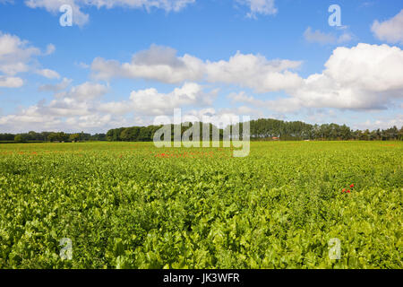 Un campo verde di barbabietole da zucchero prodotto con papavero rosso accanto a una fila di alberi di pioppo e boschi sotto un cielo di estate blu nello Yorkshire Foto Stock
