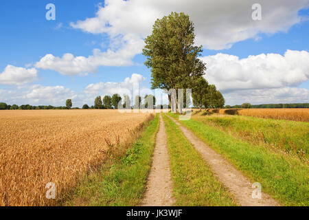 Una fattoria rurale via con alberi di pioppo accanto a un campo di grano dorati e bosco sotto un cielo di estate blu con nuvole bianche nello Yorkshire Foto Stock