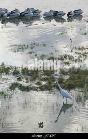 Australia, Queensland, costa Nord, Cairns Esplanade Park Wildlife Refuge, Airone bianco maggiore, Ardea alba, dormendo Australian pellicani, pelecanus conspicillatus, Foto Stock