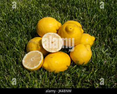 limoni Foto Stock