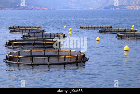 Seashell farm nel mare Adriatico per la coltivazione di conchiglie commestibili destinati al consumo umano Foto Stock