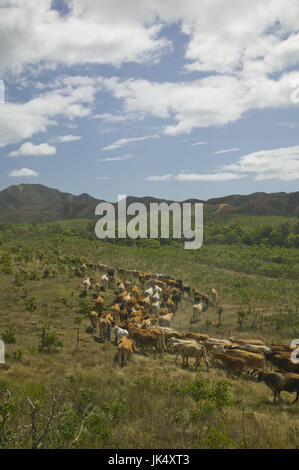 Nuova Caledonia, Nord-Ovest Grande Terre Isola, Poum, bovini roundup, ranch di bestiame, Foto Stock