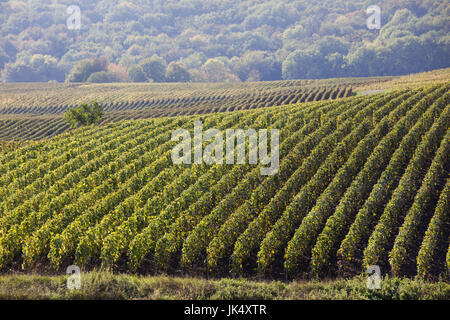 Francia, Marne, regione di Champagne, Montvoisin, vigneti Foto Stock