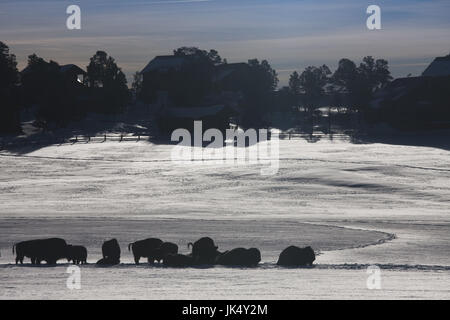 Stati Uniti d'America, Utah, Mt. Carmelo Junction, buffalo ranch, inverno Foto Stock