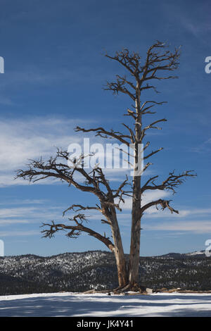 Stati Uniti d'America, Utah, Parco Nazionale di Bryce Canyon, albero a Rainbow Point, inverno Foto Stock