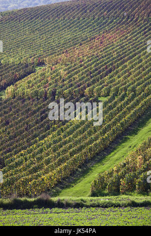 Francia, Marne, regione di Champagne, Montvoisin, vigneti Foto Stock