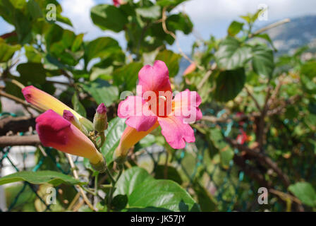 Bignonia capreolata (Famiglia Bignoniaceae) rosa fiori sbocciano i fiori sul cielo blu sullo sfondo. Foto Stock