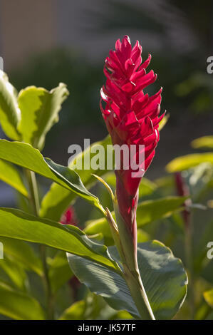 Nuova Caledonia, Nord-Ovest Grande Terre Isola, Kone red ginger fiore, guillainia purpurata, Foto Stock