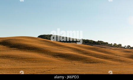 Di colore marrone rolling colline toscane della Val d'orcia durante l'estate Foto Stock