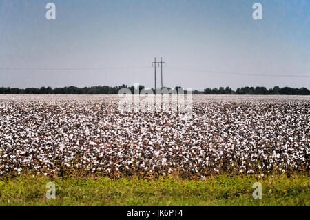 Campi di cotone con linee elettriche ad alta tensione che corrono attraverso di essi. Foto Stock