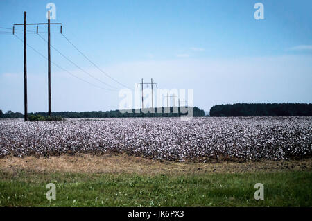 Campi di cotone con linee elettriche ad alta tensione che corrono attraverso di essi. Foto Stock