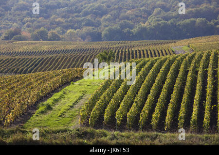 Francia, Marne, regione di Champagne, Montvoisin, vigneti Foto Stock