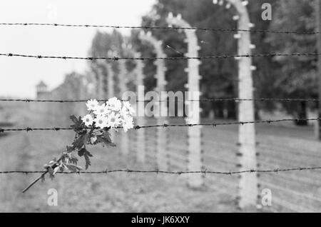 Polen, Kleinpolen, Auschwitz Birkenau, Konzentrationslager, museo, Zaun, Stacheldraht, Blumen, s/w Europa, Rzeczpospolita Polska, Województwo Malopolskie, Oswiecim, Zweiter Weltkrieg, Kriegsgeschichte, Vernichtungslager, SS-Vernichtungslager, Kriegsgefangenenlager, Massenvernichtung, Antisemitismus, Gedenkstätte, Erinnerung, UNESCO-Weltkulturerbe, Stacheldrahtzaun, Gedenkblumen, Trauer, Mitgefühl, BT Foto Stock