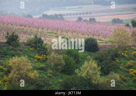 Israele, Galilea superiore, Metula, alberi da frutto dalla frontiera con il Libano, la primavera Foto Stock