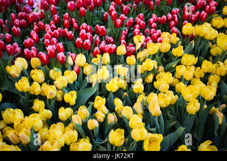 Stati Uniti d'America, Nevada, Las Vegas, Bellagio Hotel, fiori presso il Conservatorio di Bellagio e Giardino Botanico Foto Stock