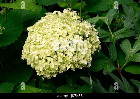 Hydrangea arborescens Annabelle grande fiore bianco in estate girando a verde in autunno Foto Stock