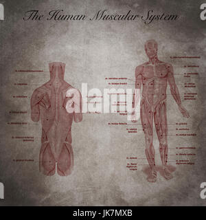 L'umano sistema muscolare, una parte del corpo Foto Stock