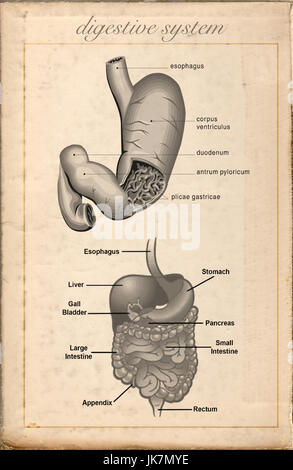 Il vecchio foglio di vintage il sistema digestivo Foto Stock