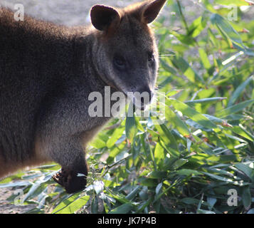 La palude wallaby Wallabia (bicolore) Foto Stock