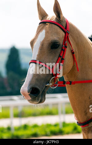 Bella akhal-teke cavallo nella giornata d'estate. Foto Stock