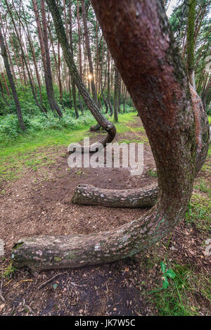 La cosiddetta foresta storta (Polacco: Krzywy Las) con stranamente a forma di alberi di pini vicino a Nowe Czarnowo piccolo villaggio nel West Pomerania voivodato di Polonia Foto Stock