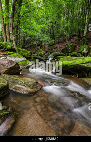 Potente scricchiolare con cascata nella foresta verde. toni coperto con moss giacciono sulla riva. natura bellissima vista in estate. Foto Stock