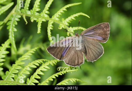 Una bella femmina viola Hairstreak Butterfly (Favonius quercus) arroccato su bracken. Foto Stock