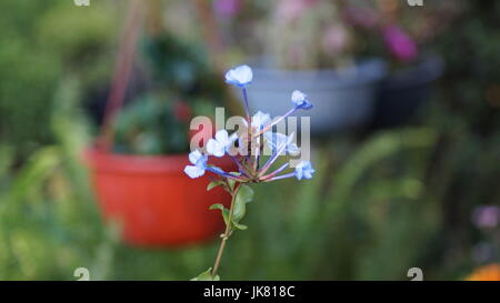 Nazioni Unite Jardín de Flores, repleto diferentes colores que le dan al mundo belleza, unà flor es única por sus tonalidades, especial por su fragancia, hermosa Foto Stock