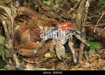 Giant rapinatore granchi, o granchio di noce di cocco, sull'isola di natale - un territorio australiano nell'Oceano indiano Foto Stock