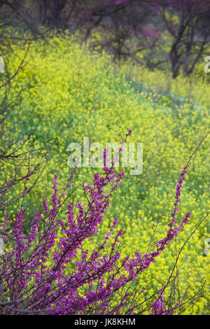 Israele, Galilea superiore, Metula, alberi da frutto dalla frontiera con il Libano, la primavera Foto Stock