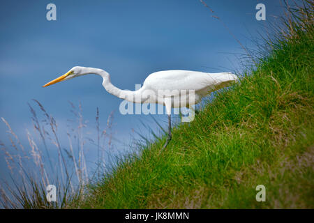 Airone bianco maggiore (Ardea alba) caccia su pendio erboso. Vicino a Napa Valley, California Foto Stock