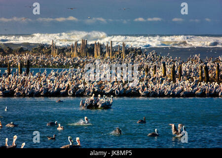 Brown pellicani (Pelecanus occidentalis). Foce del Fiume Coquille, Oregon Foto Stock